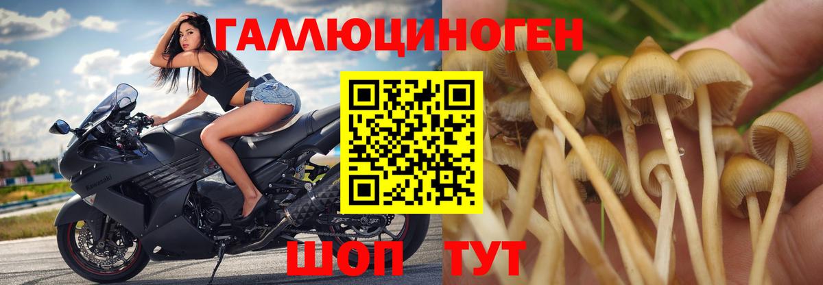 Псилоцибиновые грибы Cubensis Павловский Посад